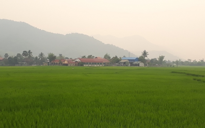 Cánh đồng Mường Thanh